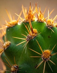 Close-up prickly cactus