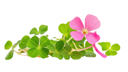 A pink flower with delicate petals. surrounded by lush green clover leaves. set against a clean white background. ideal for botanical illustrations or nature-themed designs