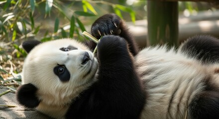 Obraz premium Cute Giant Panda Relaxing and Eating Bamboo Shoot in a Zoo