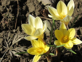 Delikatne kremowo-żółte krokusy skąpane w wiosennych promieniach słońca © Kumulugma