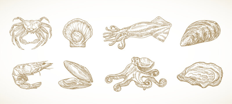 Seafood Sketch Vector Set. Vintage Engraving Style Sea Food Illustrations. Crab Squid Octopus Shrimp and Shellfish Scallop Clams Isolated Graphic. Hand Drawn Marine Meal Elements Collection