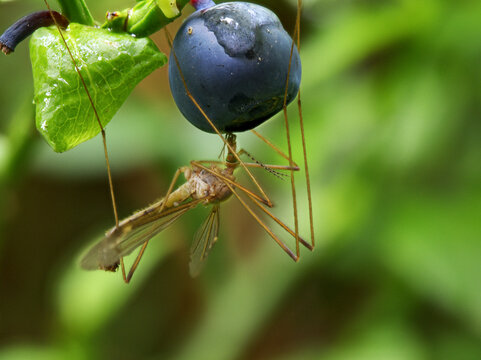 A larger insect (Tipula luna) hanging on a blueberry, which it is enjoying.