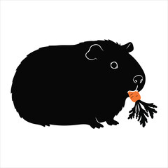 Adorable black guinea pig nibbling on a bright orange carrot with green leaves