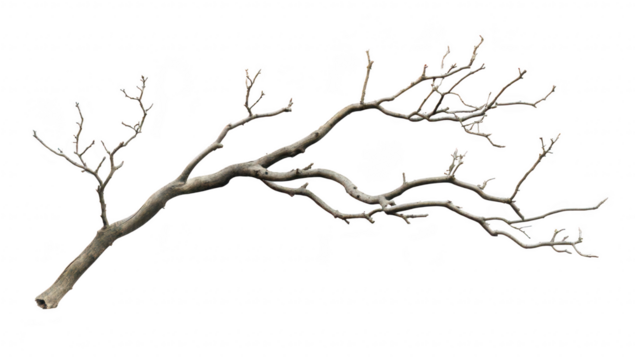 A barren. twisted tree branch with intricate. bare twigs extending outward. artistically displayed against a clean white background. suitable for nature-themed designs and minimalist decor