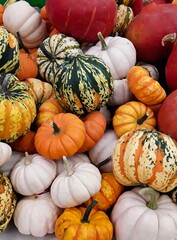 Colorful autumn pumpkins and gourds in different shapes and sizes, seasonal harvest background perfect for fall, Halloween, and Thanksgiving themes.