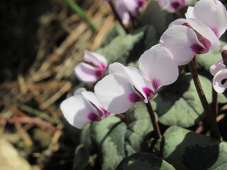 Zbliżenie na jasnoróżowe kwiaty rośliny z gatunku cyclamen © Kumulugma