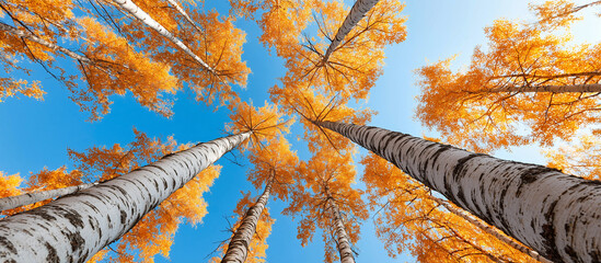 Stunning autumn view of tall birch trees with vibrant golden leaves against a clear blue sky.