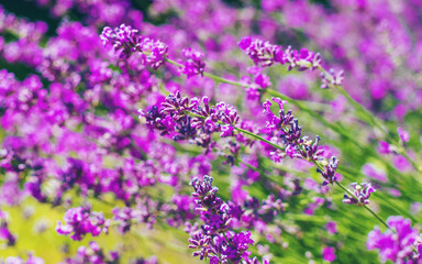 Lavender blooms in the garden. Selective focus.