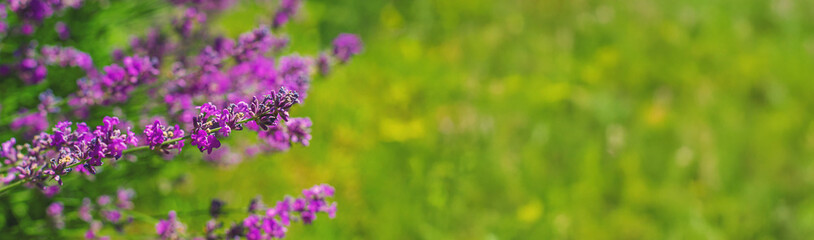Obraz premium Lavender blooms in the garden. Selective focus.