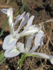 Zbliżenie na kremowe kwiaty irysa cebulowego © Kumulugma