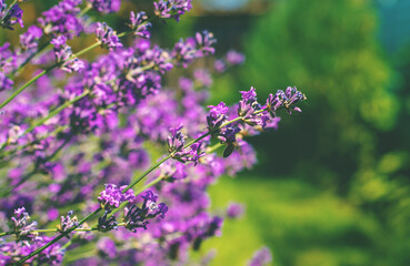 Lavender blooms in the garden. Selective focus.