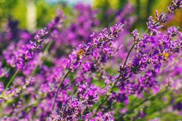Obraz premium Lavender blooms in the garden. Selective focus.