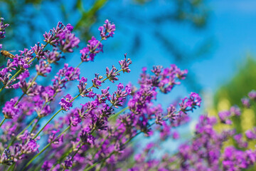 Lavender blooms in the garden. Selective focus.