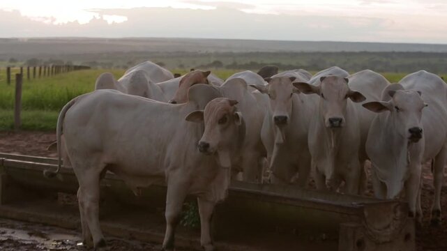 A herd of white brahman cattle gathers around a water trough on a farm