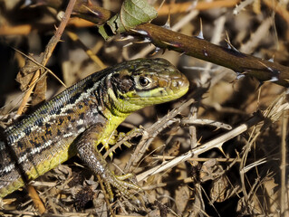 Westliche Smaragdeidechse (Lacerta bilineata)