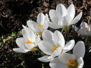 Zbliżenie na białe kwiaty krokusa © Kumulugma