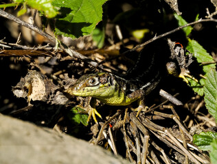 Westliche Smaragdeidechse (Lacerta bilineata)