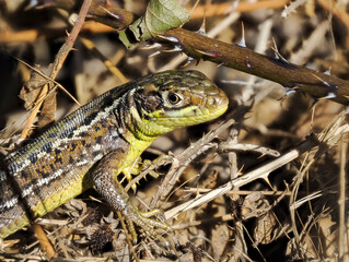 Westliche Smaragdeidechse (Lacerta bilineata)
