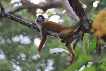 Squirrel Monkey