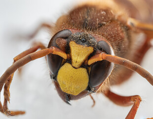 Macro photograph of a hornet’s head with bright yellow clypeus, large compound eyes, and orange...