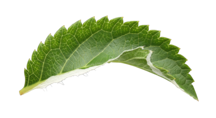 Close-up of a Vibrant Green Leaf with Jagged Edges.