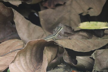 Basilisk