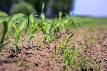 A field of corn is growing in the dirt
