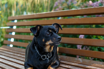 The terrier. A portrait of a funny purebred dog lying on a park bench. A pet.