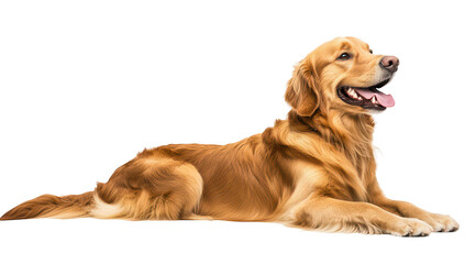 A golden retriever lying gracefully on a clean white background. its friendly expression and shiny coat. perfect for pet-related content or advertisements