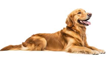 A golden retriever lying gracefully on a clean white background. its friendly expression and shiny coat. perfect for pet-related content or advertisements
