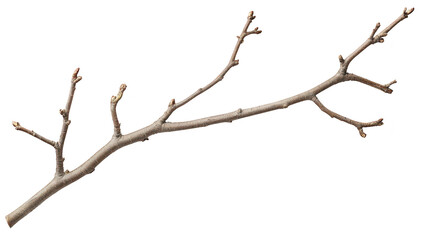 A bare. twisted branch with several small twigs extending from it. isolated against a white background. ideal for use in nature-themed designs or as a decorative element in art projects