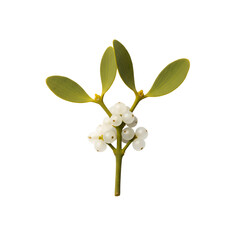 Fototapeta premium tree isolated on white background