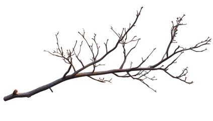 Obraz premium A bare. elongated tree branch with small twigs and buds. isolated on a white background. suitable for nature-themed designs or as a decorative element in various projects