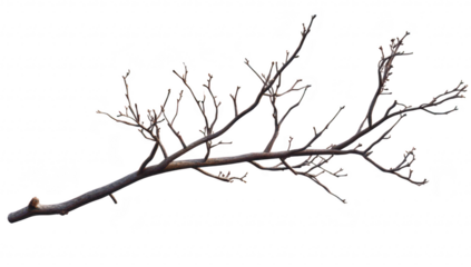 A bare. elongated tree branch with small twigs and buds. isolated on a white background. suitable for nature-themed designs or as a decorative element in various projects