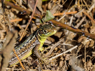 Westliche Smaragdeidechse (Lacerta bilineata)