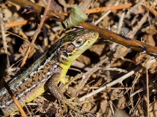 Westliche Smaragdeidechse (Lacerta bilineata)