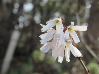 Zbliżenie na delikatne kwiaty rośliny z gatunku Abeliophyllum Distichum © Kumulugma