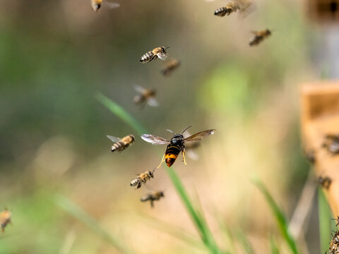 Asiatische Hornisse (Vespa velutina) jagt Honigbienen