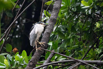 A stork is perched on a mangrove tree