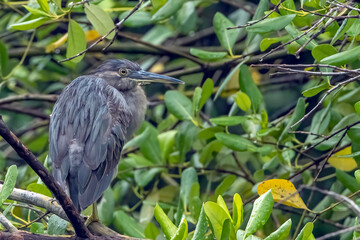 A stork is perched on a mangrove tree
