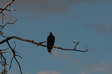 Vulture on branch
