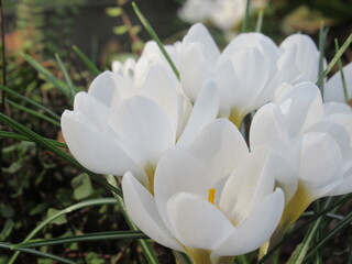 Zbliżenie na białe kwiaty krokusa © Kumulugma