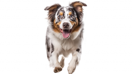 A playful Australian Shepherd dog joyfully running towards the camera with a expression. set against a clean white background. ideal for pet-related content or marketing