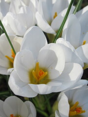 Zbliżenie na białe kwiaty krokusa © Kumulugma