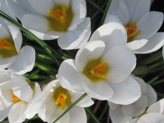 Zbliżenie na białe kwiaty krokusa © Kumulugma