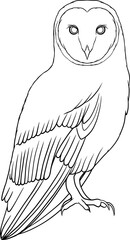 barn owl vector outline illustration