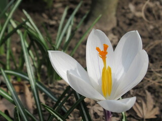 Zbliżenie na białe kwiaty krokusa © Kumulugma