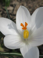 Zbliżenie na białe kwiaty krokusa © Kumulugma
