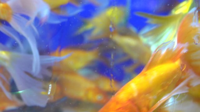 Goldfish or Golden carp (Japanese name is Koi fish, Nishikigoi, Cyprinus carpio haematopterus), as object of breeding in ceremonial ponds and aquariums, pisciculture. Vietnam