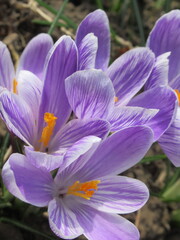 Zbliżenie na biało-fioletowe kwiaty krokusa © Kumulugma